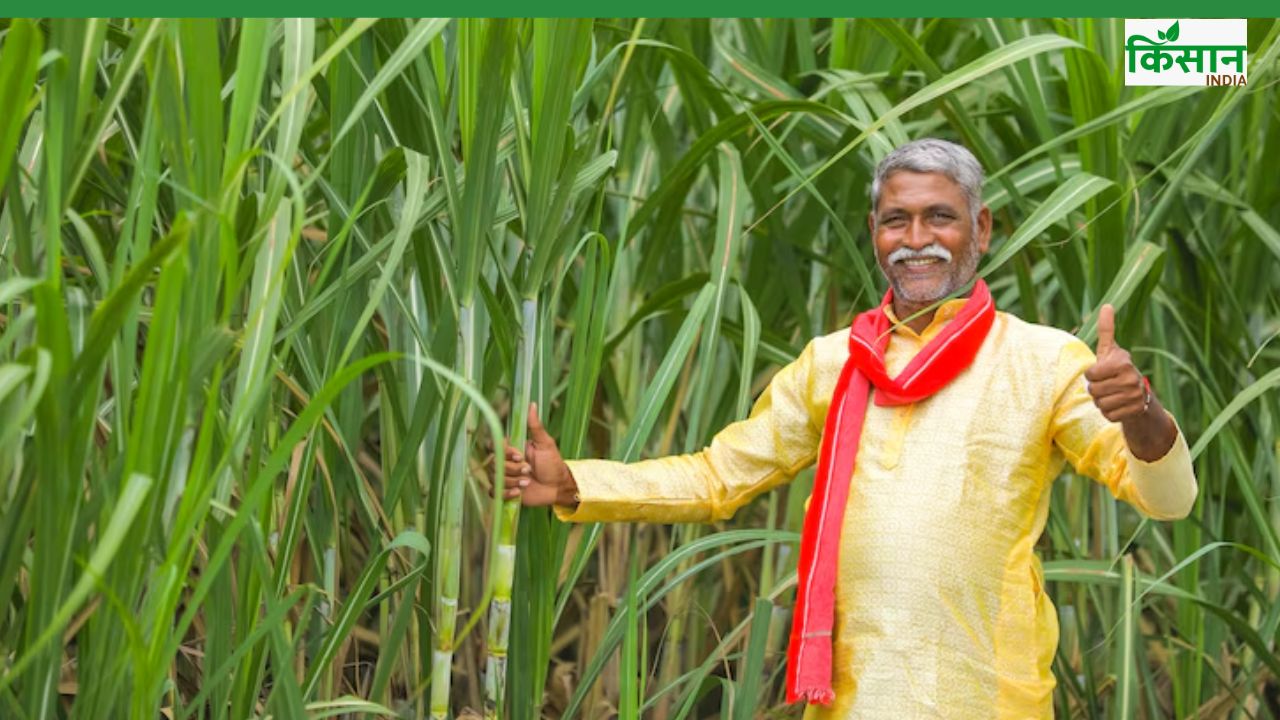 यूपी सरकार की पहल का असर, पेराई शुरू होते ही गन्ना किसानों को मिला 513 करोड़ रुपये का भुगतान