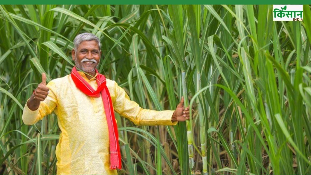 किसानों की होगी तगड़ी कमाई, अगले सीजन में गन्ना और चीनी दोनों के उत्पादन में बड़ी छलांग का अनुमान