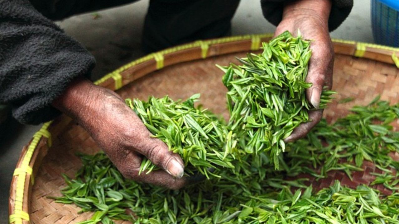 2025 में चाय उद्योग पर संकट के बादल, ITA ने गिनाईं तीन बड़ी समस्याएं