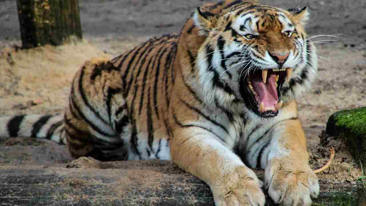 कान्हा की दहाड़ पूरे देश में गूंजी, टाइगर रिजर्व रैंकिंग में बना नंबर वन
