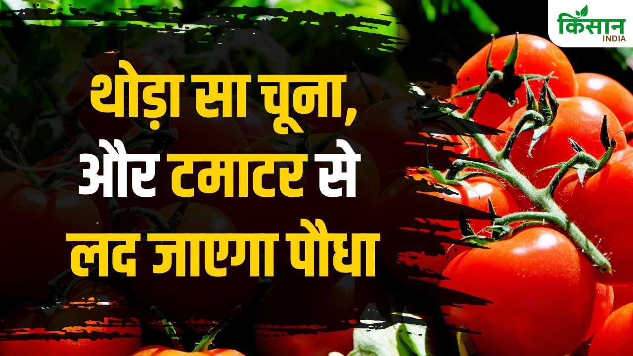 Gardening Tips: करें ये घरेलू उपाय और टमाटर से लद जाएगा पौधा