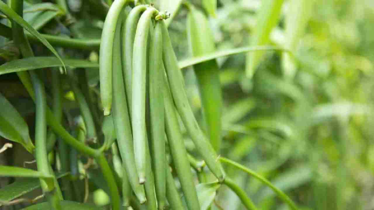 वनीला की खुशबू से महक उठेगी जमीन, 1 किलो की कीमत जानकर रह जाएंगे दंग