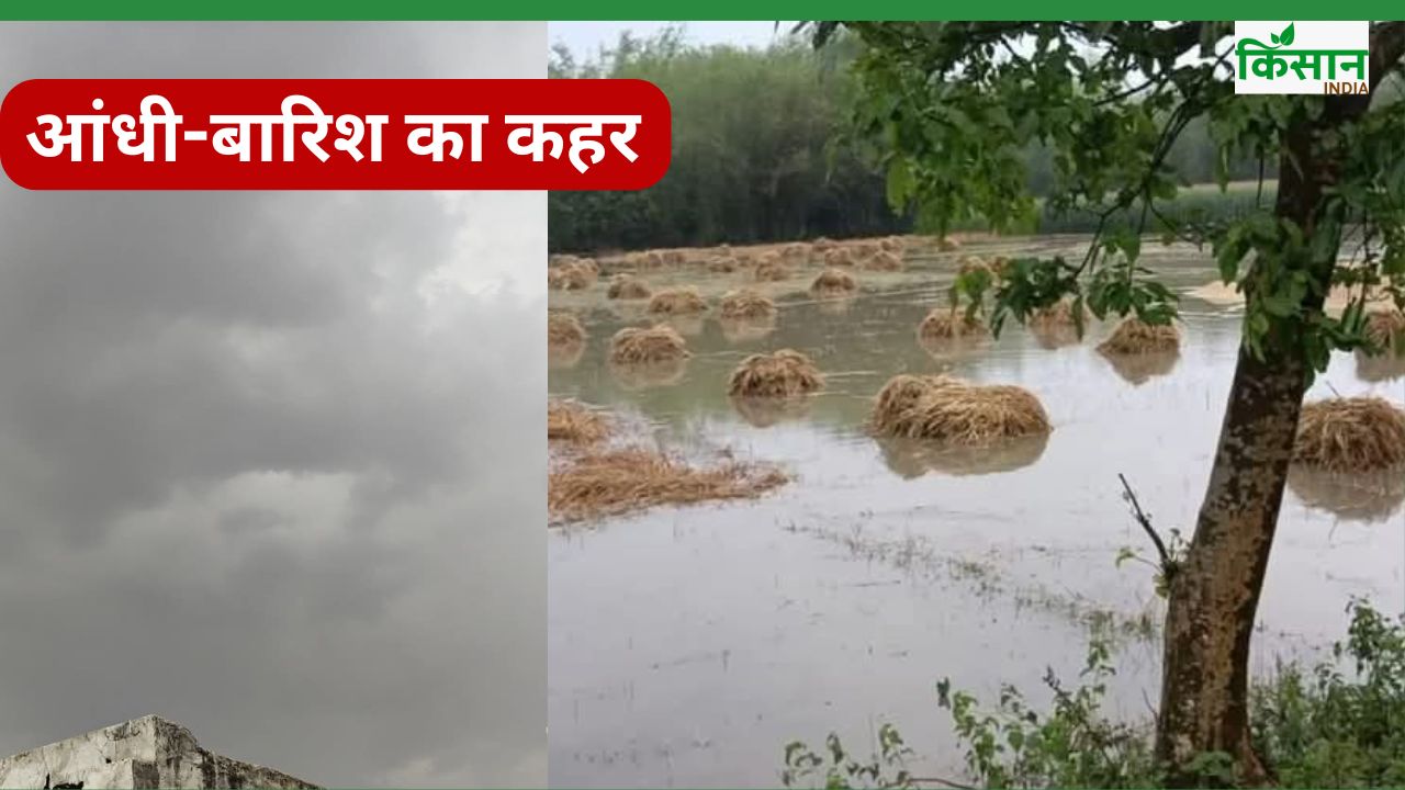 किसानों के लिए आफत बन गई आंधी-बारिश, गेहूं की 10 फीसदी फसल चौपट