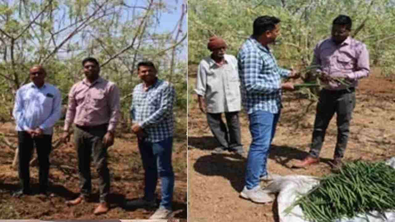 सहजन की खेती से बदली किसान की किस्मत, ICAR तकनीक से लाखों की कमाई