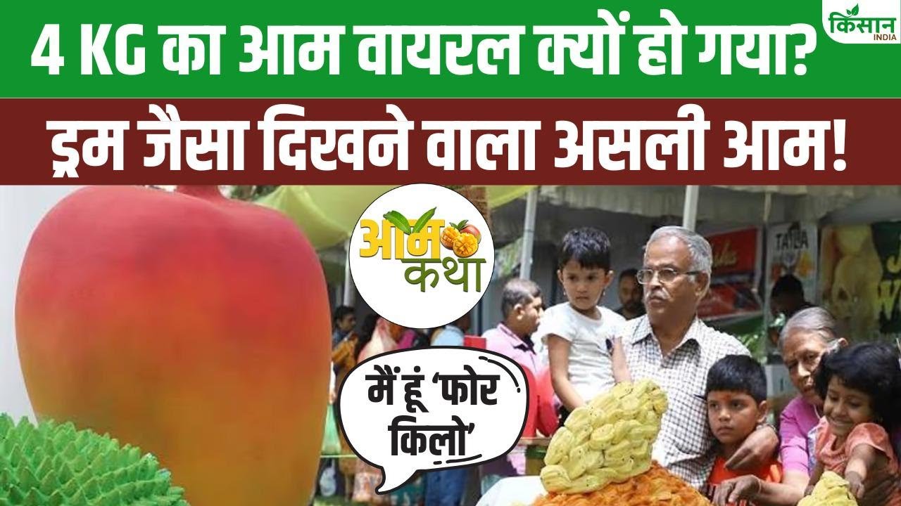 पश्चिम बंगाल का ‘फोर किलो’ आम है खास, सोशल मीडिया पर हो रहा फेमस