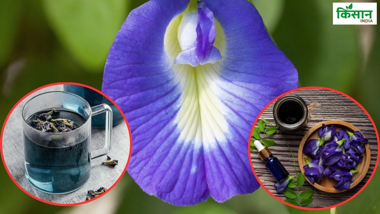 50 हजार रुपये प्रति क्विंटल बिकता है ये फूल, खेती से बढ़ेगी किसानों की कमाई