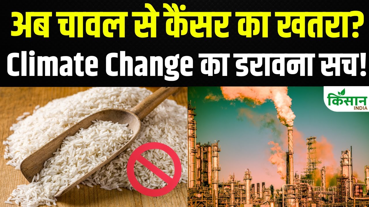 खाने में रोज खातें हैं चावल, जान लें कहीं आप भी तो नहीं खतरे में