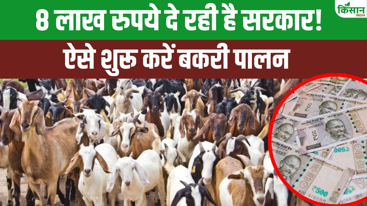 बकरी पालन से कमाएं तगड़ा मुनाफा, 8 लाख तक मदद दे रही सरकार