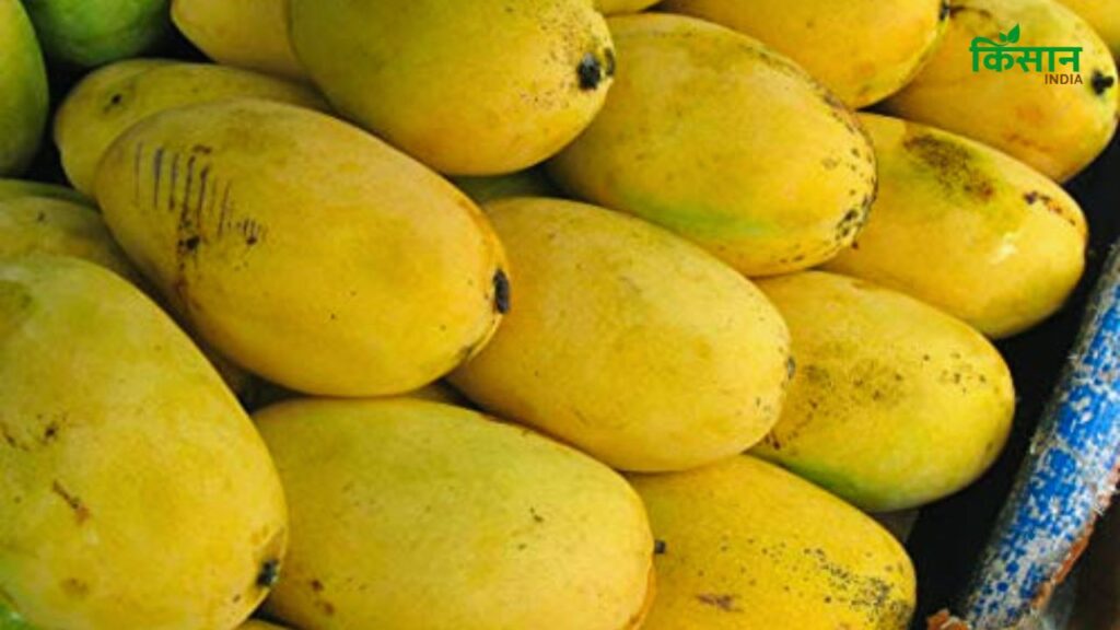 Banganapalle Mango (बड़ा और खुशबूदार आम): यह आम आंध्र प्रदेश के कुरनूल जिले में उगता है. इसका आकार अंडाकार और लगभग 14 सेमी लंबा होता है. इसकी त्वचा चिकनी और हल्के पीले रंग की होती है. इसका गूदा बेहद मीठा और खुशबूदार होता है. Banganapalle Mango (बड़ा और खुशबूदार आम): यह आम आंध्र प्रदेश के कुरनूल जिले में उगता है. इसका आकार अंडाकार और लगभग 14 सेमी लंबा होता है. इसकी त्वचा चिकनी और हल्के पीले रंग की होती है. इसका गूदा बेहद मीठा और खुशबूदार होता है.