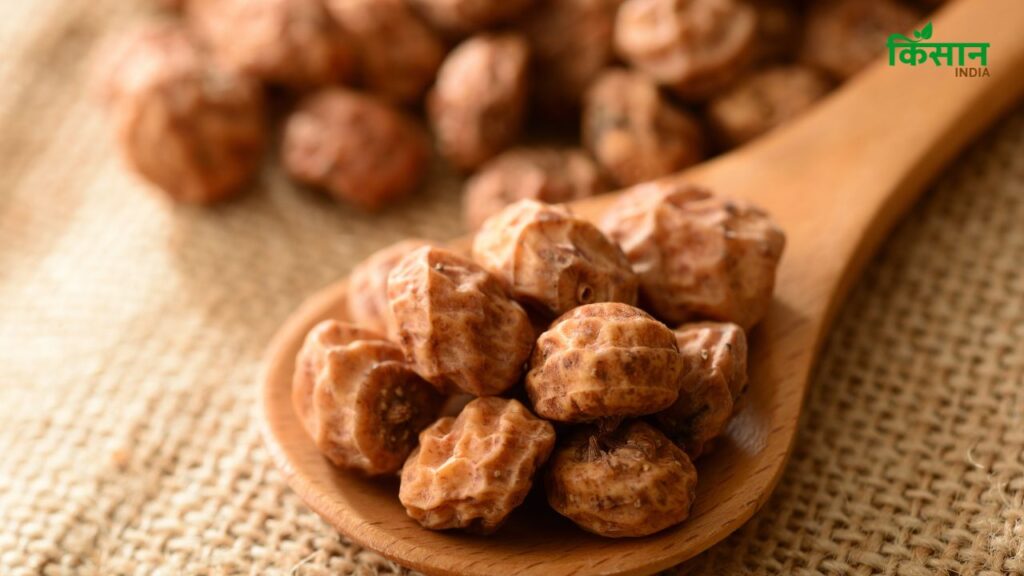 टाइगर नट्स (Tiger Nuts) में भरपूर मात्रा में कैल्शियम और मैग्नीशियम पाया जाता है, जो हड्डियों की खोखलाहट को भरने का काम करता है. इसका नियमित सेवन हड्डियों को मजबूती देता है और ऑस्टियोपोरोसिस जैसी समस्याओं से बचाव करता है. टाइगर नट्स (Tiger Nuts) में भरपूर मात्रा में कैल्शियम और मैग्नीशियम पाया जाता है, जो हड्डियों की खोखलाहट को भरने का काम करता है. इसका नियमित सेवन हड्डियों को मजबूती देता है और ऑस्टियोपोरोसिस जैसी समस्याओं से बचाव करता है.