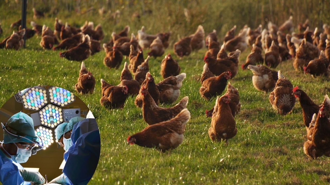 Bird Flu: गाजियाबाद में पोल्ट्री फार्म से 256 सैंपल लिए, यूपी के कई जिलों में अलर्ट