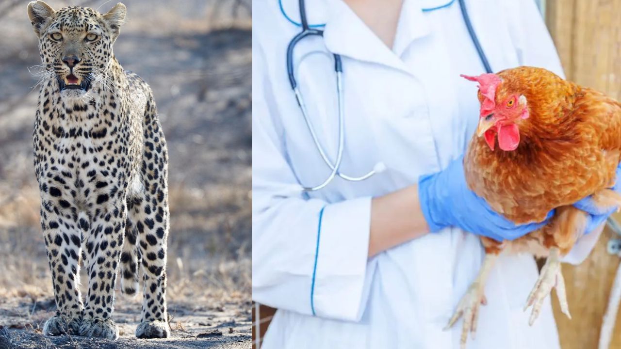 H5N1 वायरस से निपटने का प्लान रेडी, मुर्गियों से लेकर बाघ-तेंदुओं पर बढ़ी निगरानी