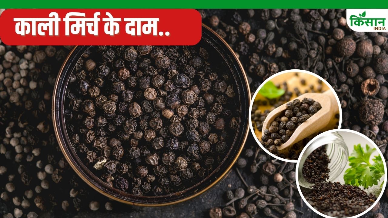काली मिर्च की कीमतों में बदलाव.. 3 मडियों का ताजा रेट जारी, लिस्ट देखिए
