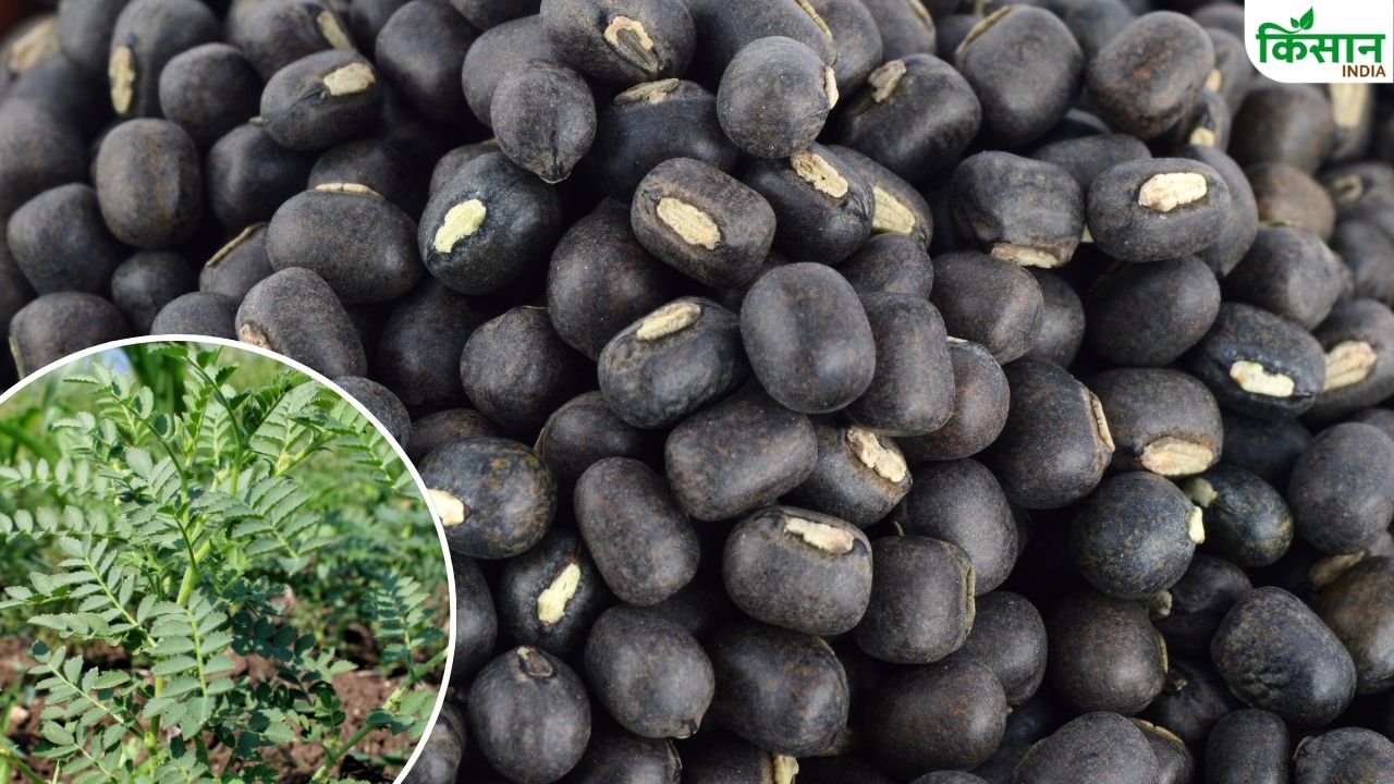 उड़द दाल के बेस्ट बीज घर बैठे मंगाने की सुविधा, किसान ऐसे करें ऑर्डर