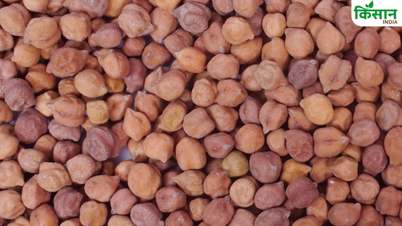 पोषक तत्वों का खजाना है काला चना, खेती से किसानों की बढ़ रही कमाई