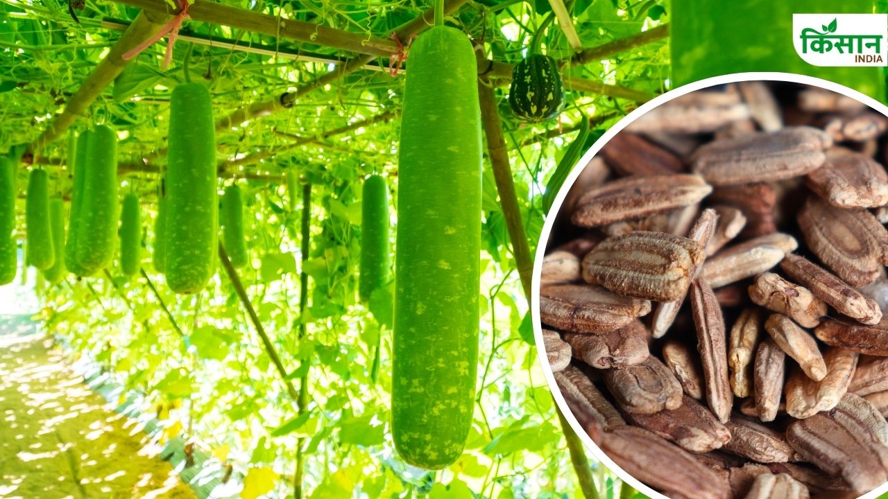 लौकी की इस किस्म से होगी एक लाख तक कमाई, किसान सस्ते में खरीदें बीज