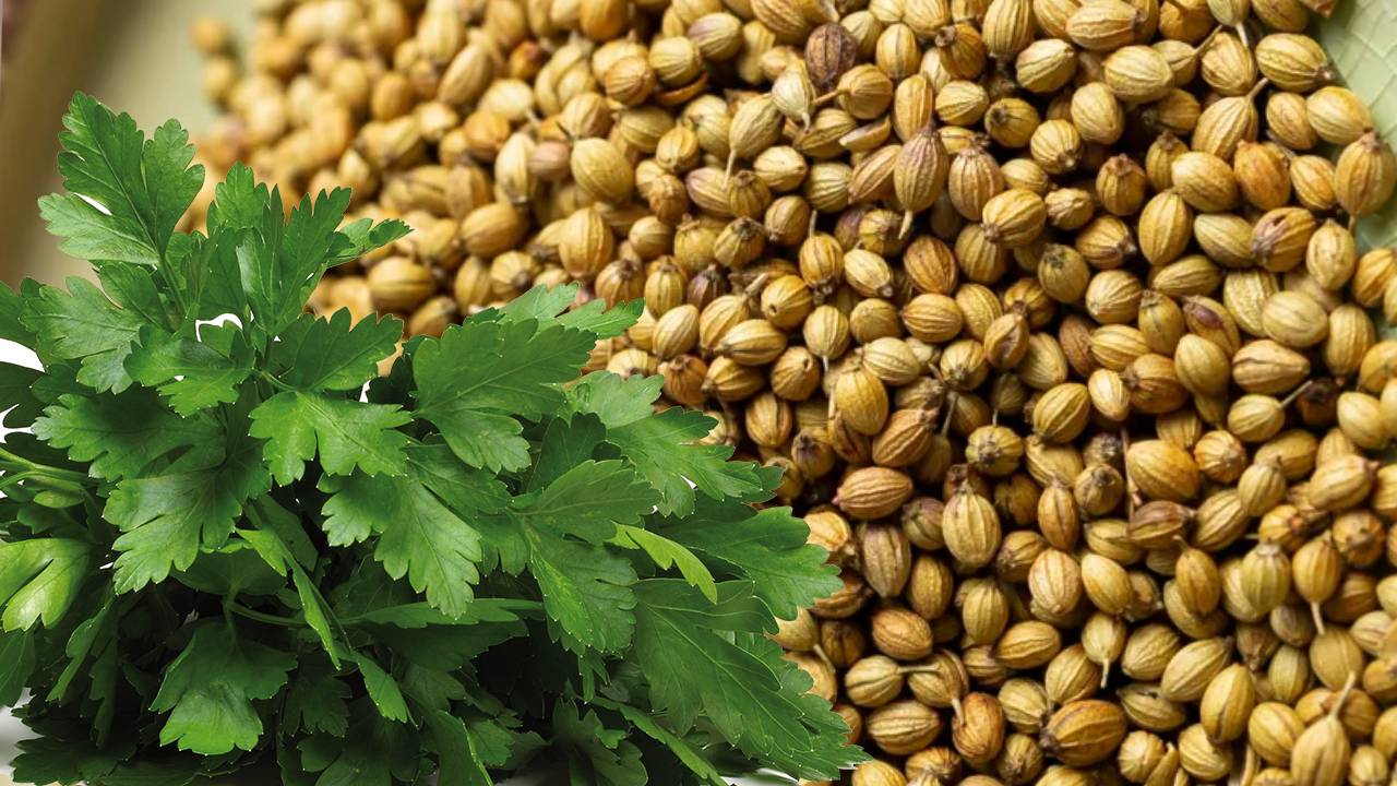 धनिया की फसल को चाहिए सटीक सिंचाई, वरना सूख सकती है पूरी फसल