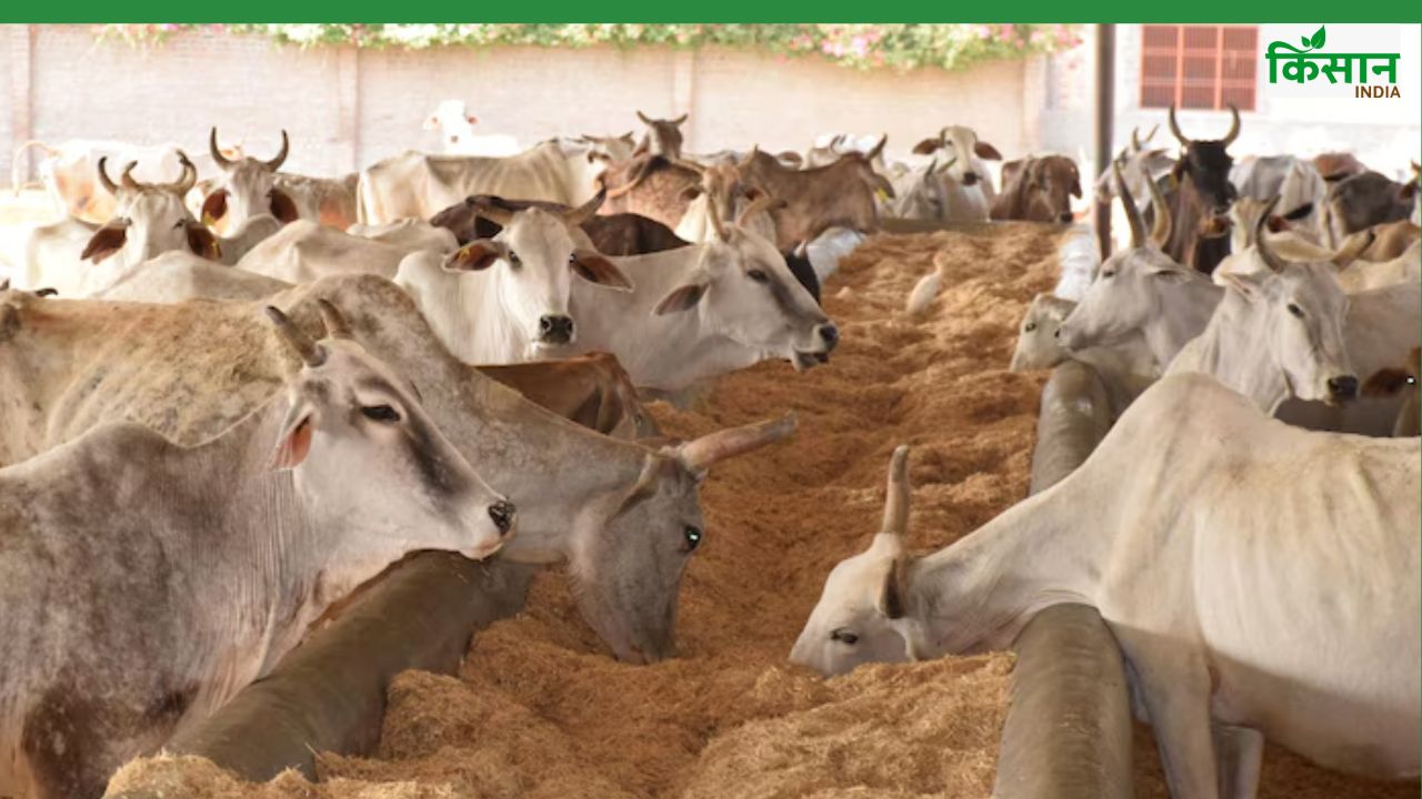 गाय के गोबर से बनाएं जीवामृत, बंजर जमीन में भर देगा ताकत