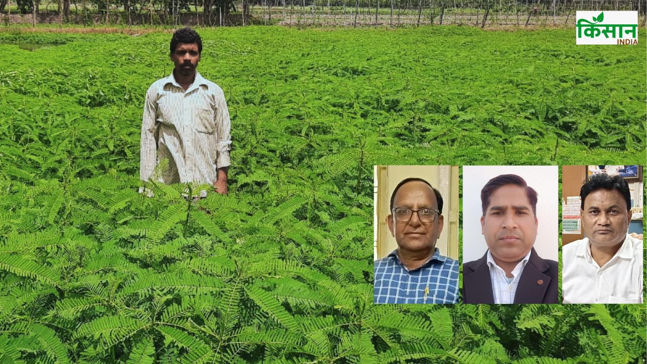 केमिकल से खेती बना रही बीमार, वैज्ञानिकों ने बताया तो हरी खाद के लाभ उठा रहे किसान