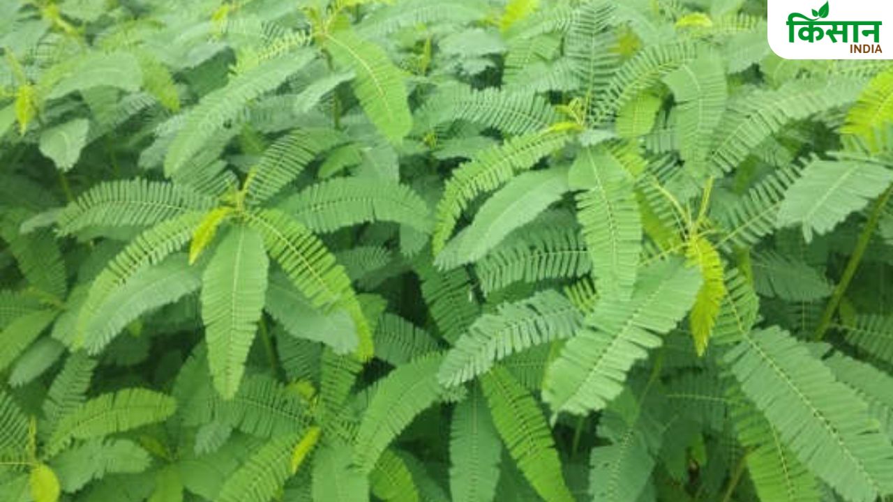 ढैंचा सब्सिडी में बड़े स्तर पर फर्जीवाड़ा, कृषि विभाग ने 47 फीसदी फसल क्लेम किए रिजेक्ट