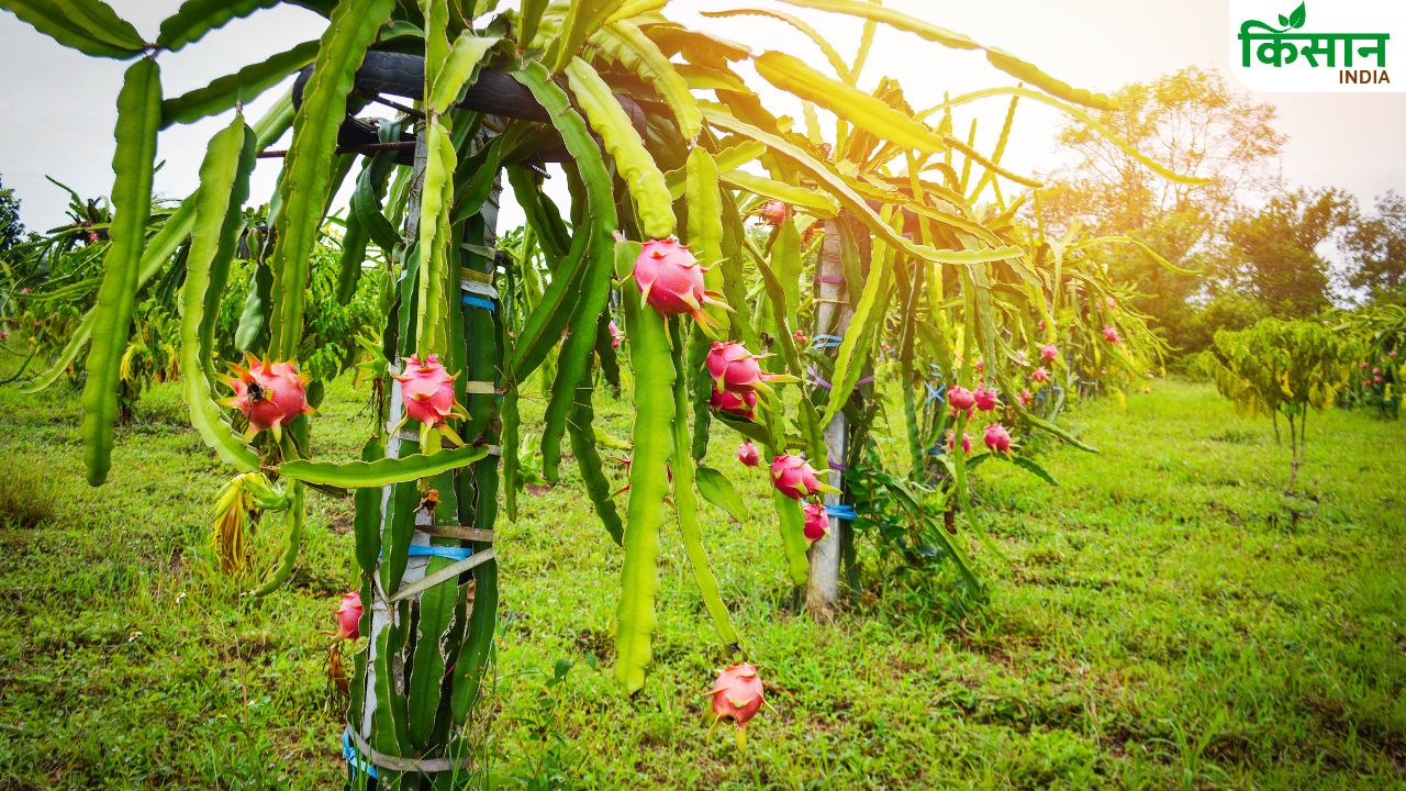 Dragon Fruit: इस सुपरफूड फल की करें खेती, 20 लाख तक हो सकती है कमाई