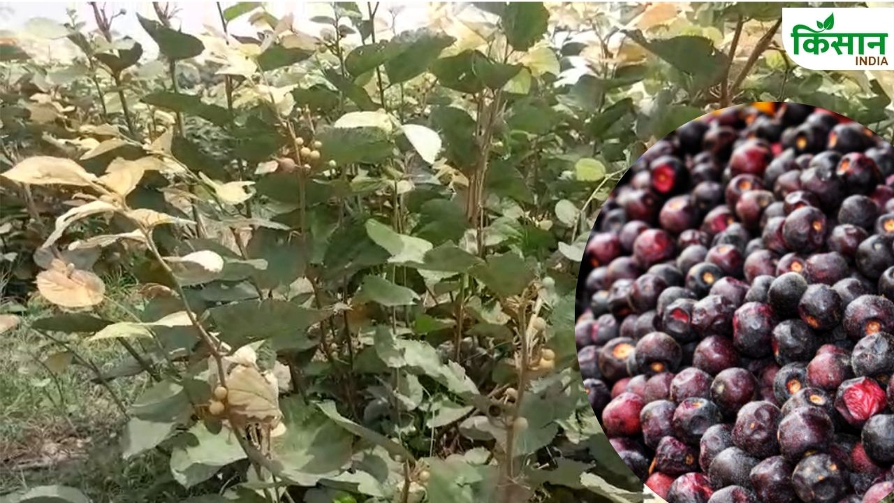 आ गया शरीर को फौलादी बनाने वाला फल, खाने से पहले जान लें फालसा के फायदे