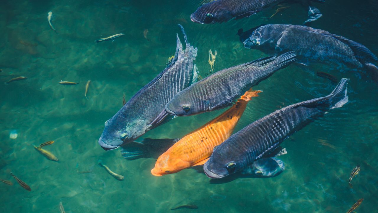 Fish Farming: एक तालाब, तीन तरीके! जानें मछली पालन से तीन गुना आमदनी का फॉर्मूला