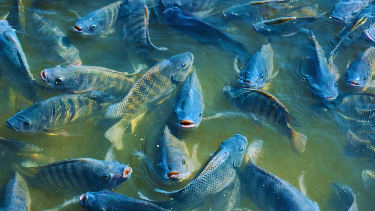 Fish Farming: तालाब खुदवाने से पहले कराएं वैज्ञानिक जांच, नुकसान से बच जाएंगे