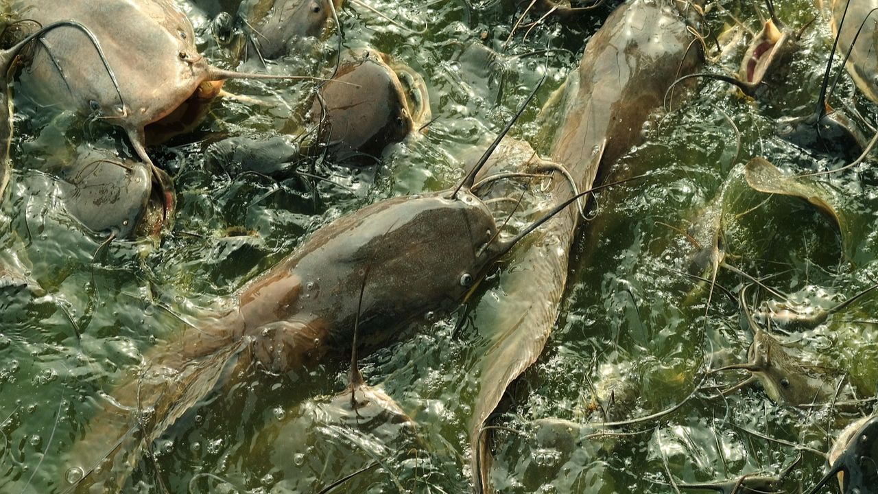 Fish Farming: मछलियों की सेहत पर खतरा, समझिए बीमारी के लक्षण और बचाव के तरीके