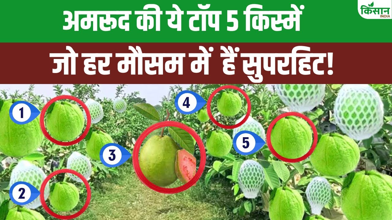 बेहतरीन हैं अमरूद की ये 5 उन्नत किस्में, सालों तक देंगी लाखों का मुनाफा