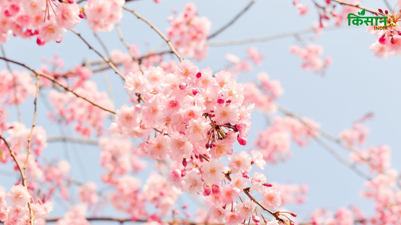 अपने बगीचे में ही ले सकते हैं Cherry Blossom का मजा, ऐसे लगाएं घर के आंगन में