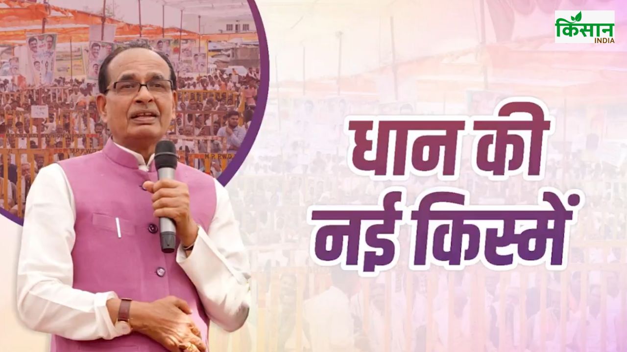 पहली बार जीनोम एडिटेड धान की दो किस्में लॉन्च, ये खूबियां बढ़ाएंगी किसानों की कमाई