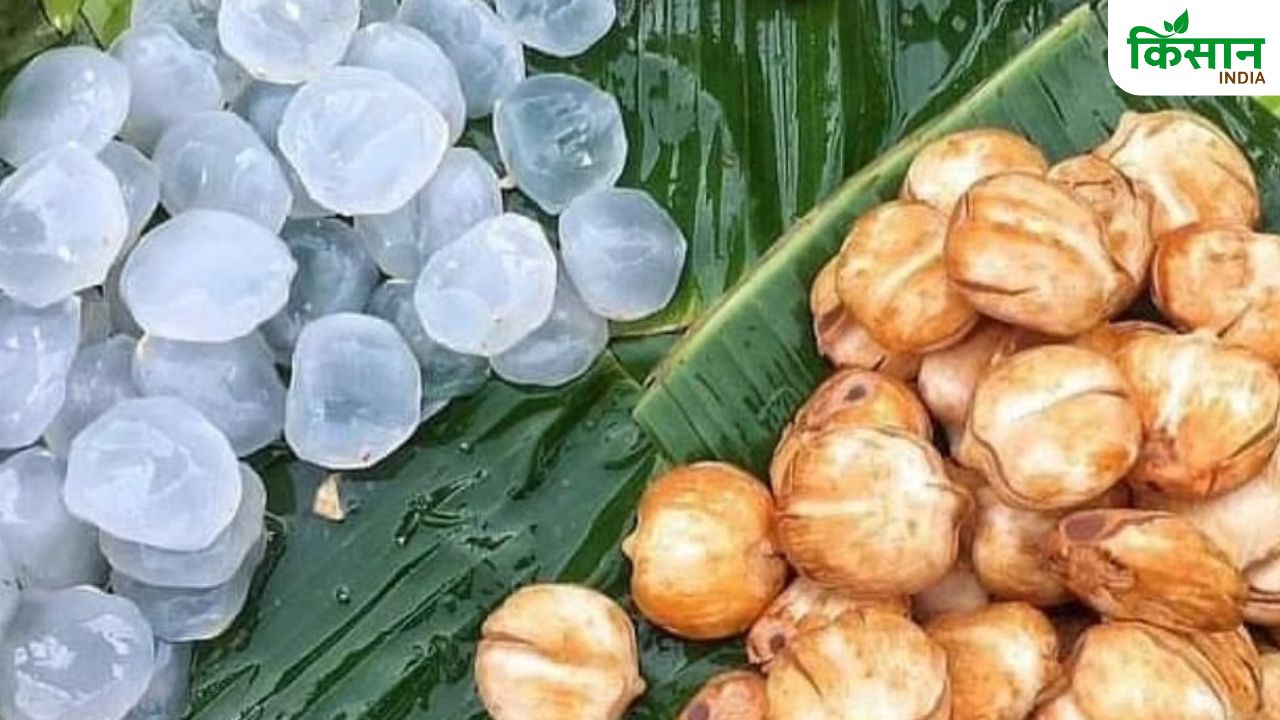 दिखने में बर्फ जैसा है यह फल, खेती से कर सकते हैं बंपर कमाई