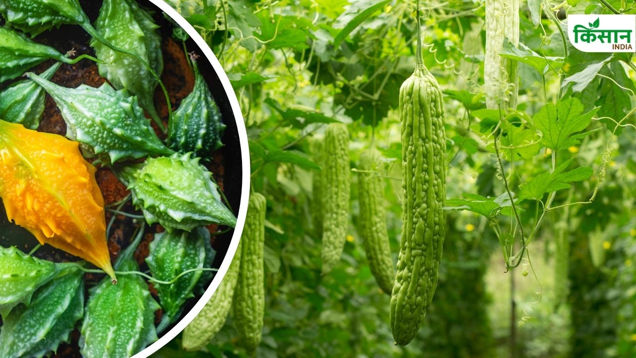 करेले की इस किस्म से होगी 140 क्विंटल तक उपज, यहां से सस्ते में खरीदें बीज