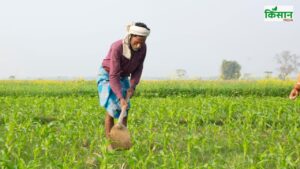 Report: जायद फसलों की बुवाई में सुस्ती, धान और मक्का का रकबा घटा, दालों की ओर बढ़े किसान