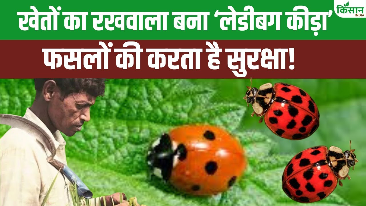फसलों के लिए बॉडीगार्ड का काम करता है ये कीड़ा, किसानों का नहीं होगा खर्चा