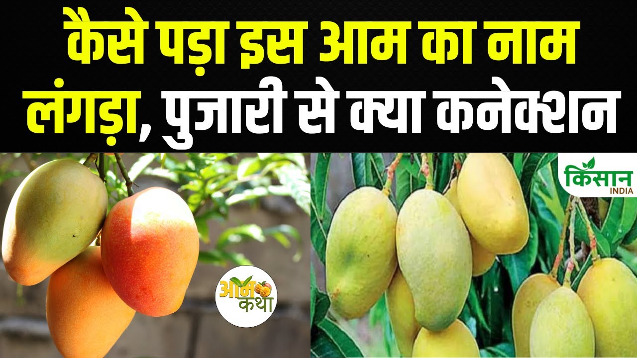 क्या है लंगड़ा आम का इतिहास, बनारस के शिव मंदिर से जुड़ा है इतिहास