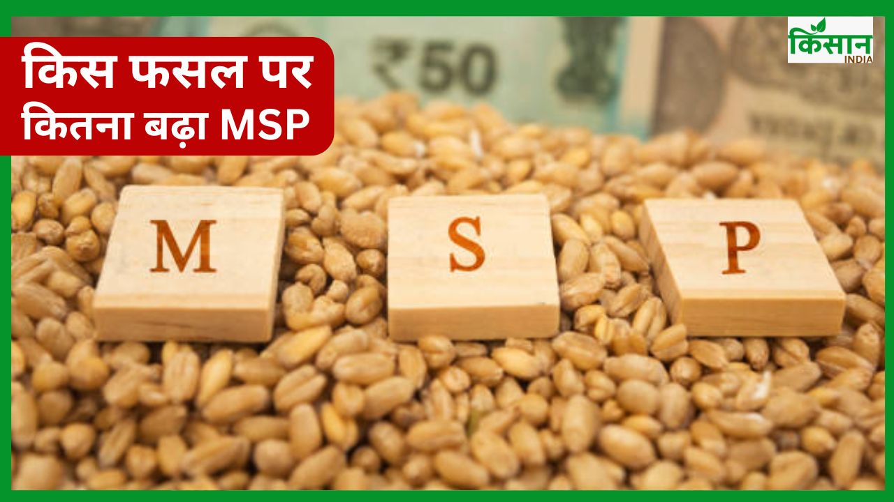 रामतिल का एमएसपी 820 रुपये बढ़ा, सभी फसलों पर पिछले और इस साल के MSP में अंतर देखें