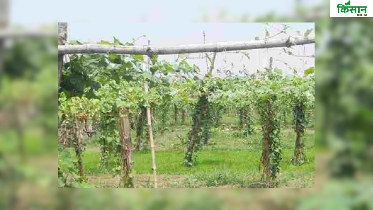 खेती में मचान विधि का क्या है इस्तेमाल, क्यों सब्जी फसलों के लिए बताई गई रामबाण तकनीक