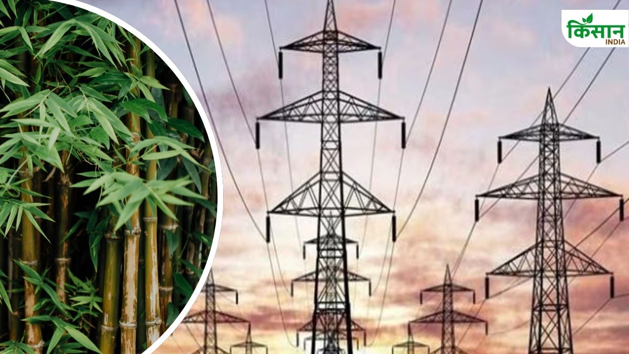 बुजुर्ग किसान को मिलेंगे 10 लाख रुपये, बिजली कंपनी से फसल बर्बादी का केस जीता