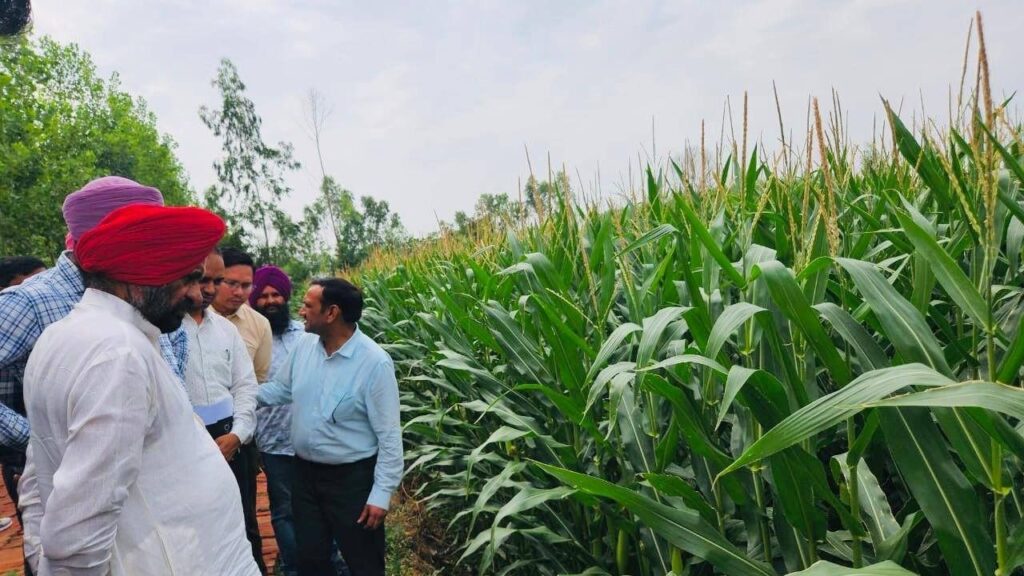 उत्तर प्रदेश में मक्के की औसत उपज 21.63 क्विंटल प्रति हेक्टेयर है, वहीं तमिलनाडु जैसे राज्य प्रति हेक्टेयर 59.39 क्विंटल तक उपज ले रहे हैं. जबकि राष्ट्रीय औसत 26 क्विंटल है. विशेषज्ञ मानते हैं कि वैज्ञानिक तकनीकों से यह उत्पादन क्षमता 100 क्विंटल प्रति हेक्टेयर तक पहुंच सकती है.