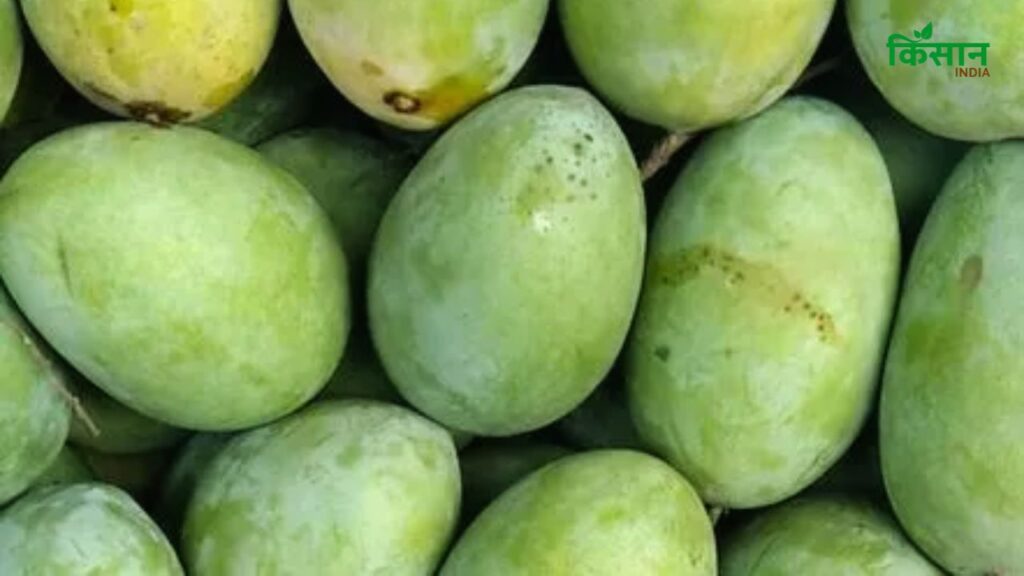 Malda Mango (बिहार का ऐतिहासिक आम): इस किस्म की शुरुआत शेर शाह सूरी के समय में हुई थी और यह बिहार में सबसे ज्यादा लोकप्रिय है. इसका रंग पीला-सुनहरा होता है और गूदा बेहद मीठा. यह आम स्वाद में इतना खास होता है कि एक बार खाने पर बार-बार खाने का मन करता है. Malda Mango (बिहार का ऐतिहासिक आम): इस किस्म की शुरुआत शेर शाह सूरी के समय में हुई थी और यह बिहार में सबसे ज्यादा लोकप्रिय है. इसका रंग पीला-सुनहरा होता है और गूदा बेहद मीठा. यह आम स्वाद में इतना खास होता है कि एक बार खाने पर बार-बार खाने का मन करता है.