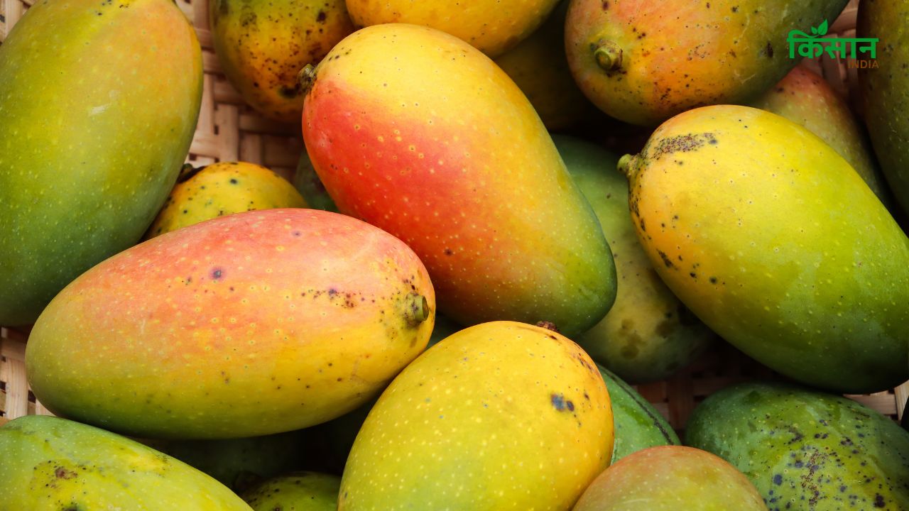 सावधान! जहर से कम नहीं Mango के साथ इन चीजों का सेवन, कहीं आप भी तो नहीं खा रहे?