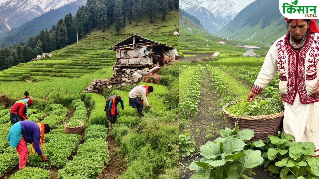अब गांवों से रुकेगा पलायन.. बंजर जमीन पर होगी औषधीय खेती, शुरू हुआ प्रोजेक्ट