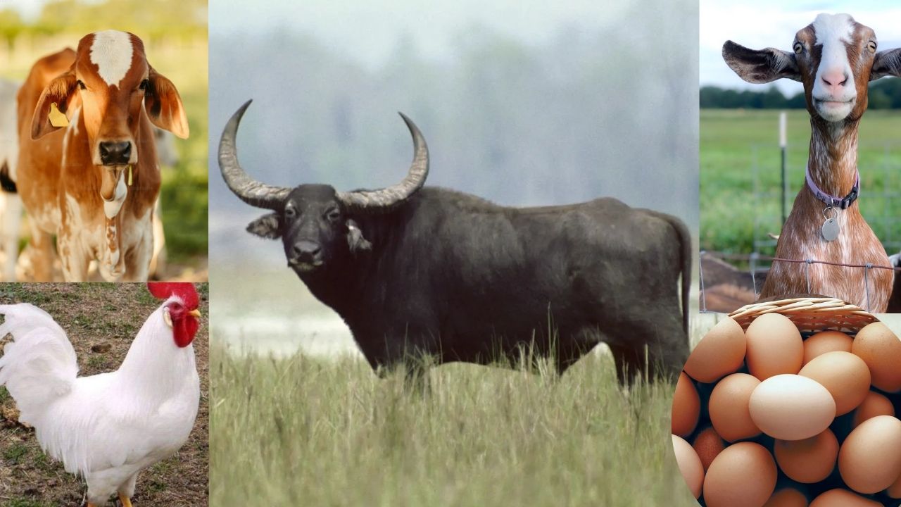 गाय-भैंसों की भी होती है गिनती, जानिए कैसे तय होता है दूध-अंडे का पूरा हिसाब