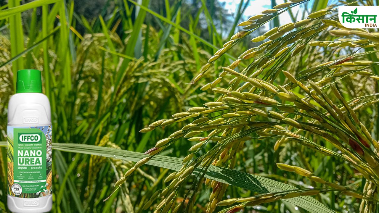 खरीफ फसलों पर करें नैनो यूरिया का इस्तेमाल, 15 फीसदी ज्यादा होगी पैदावार
