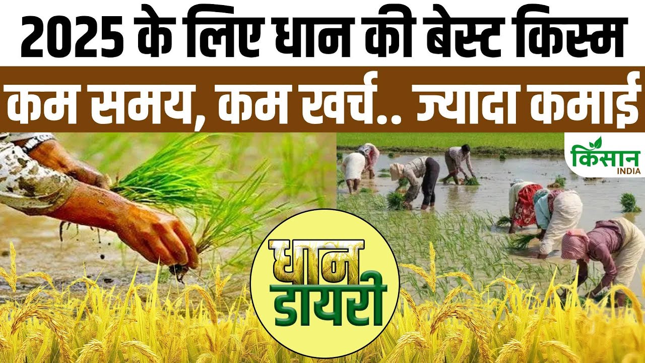 कमाल की है धान की नई किस्म निर्मल NPH 150, बन रही किसानों की पहली पसंद