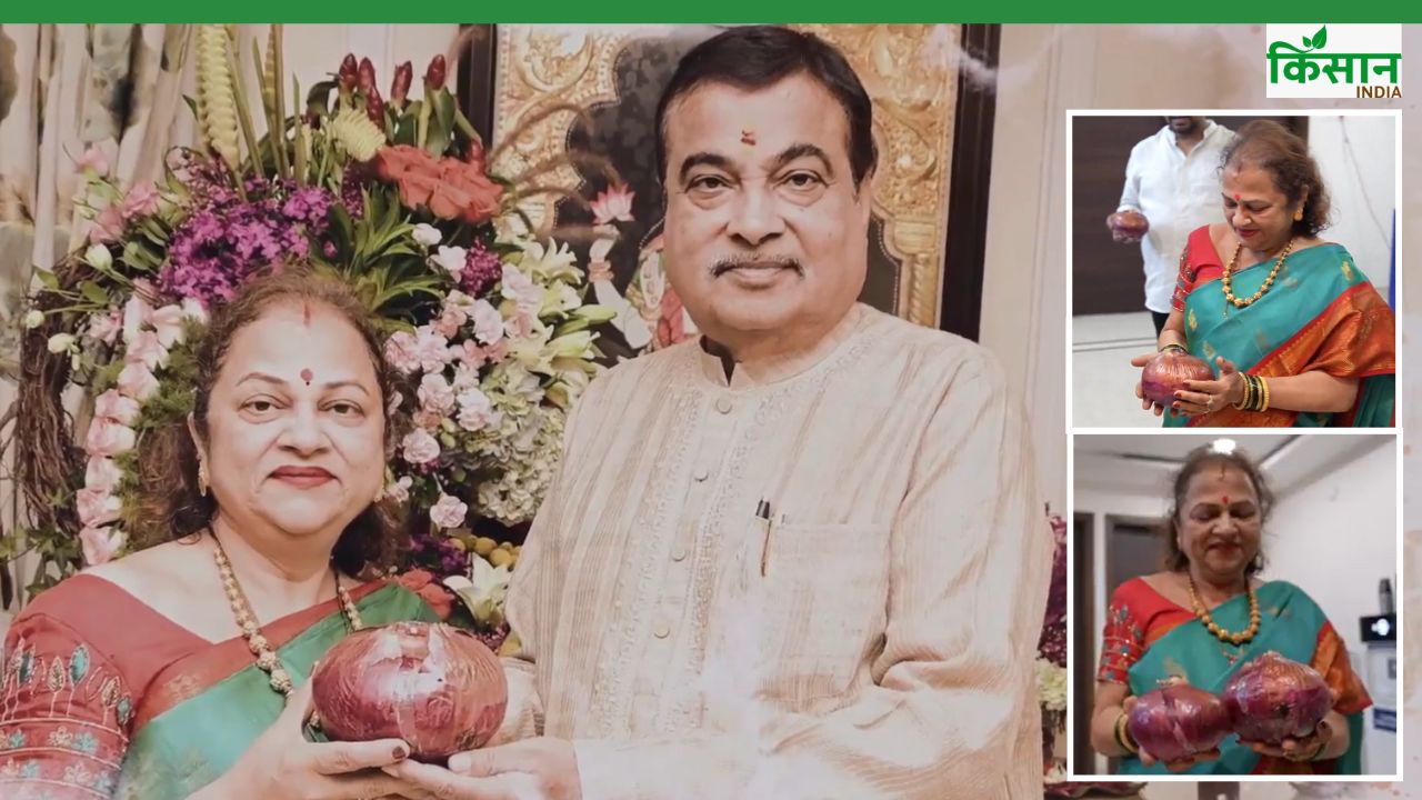 नितिन गडकरी की पत्नी ने मल्चिंग विधि से उगाई जैविक प्याज, एक गांठ का वजन 1 किलो तक