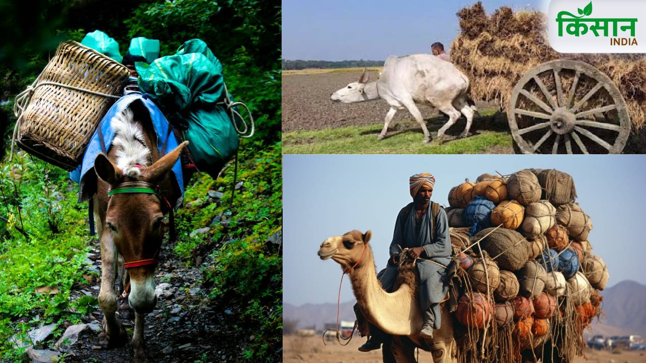 यूपी में दोपहर 12 से 3 बजे तक जानवरों से काम कराना बैन, सरकार के सख्त निर्देश