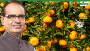 संतरा क्लीन प्लांट बनाने की घोषणा, ब्यूटी प्रोडक्ट-दवाइयों में इस्तेमाल होगा छिलका संतरा क्लीन प्लांट बनाने की घोषणा, ब्यूटी प्रोडक्ट-दवाइयों में इस्तेमाल होगा छिलका